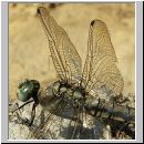 Orthetrum cancellatum - Grosser Blaupfeil w08.jpg